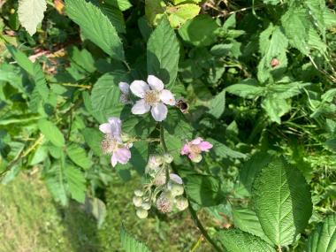 Blomster og bi